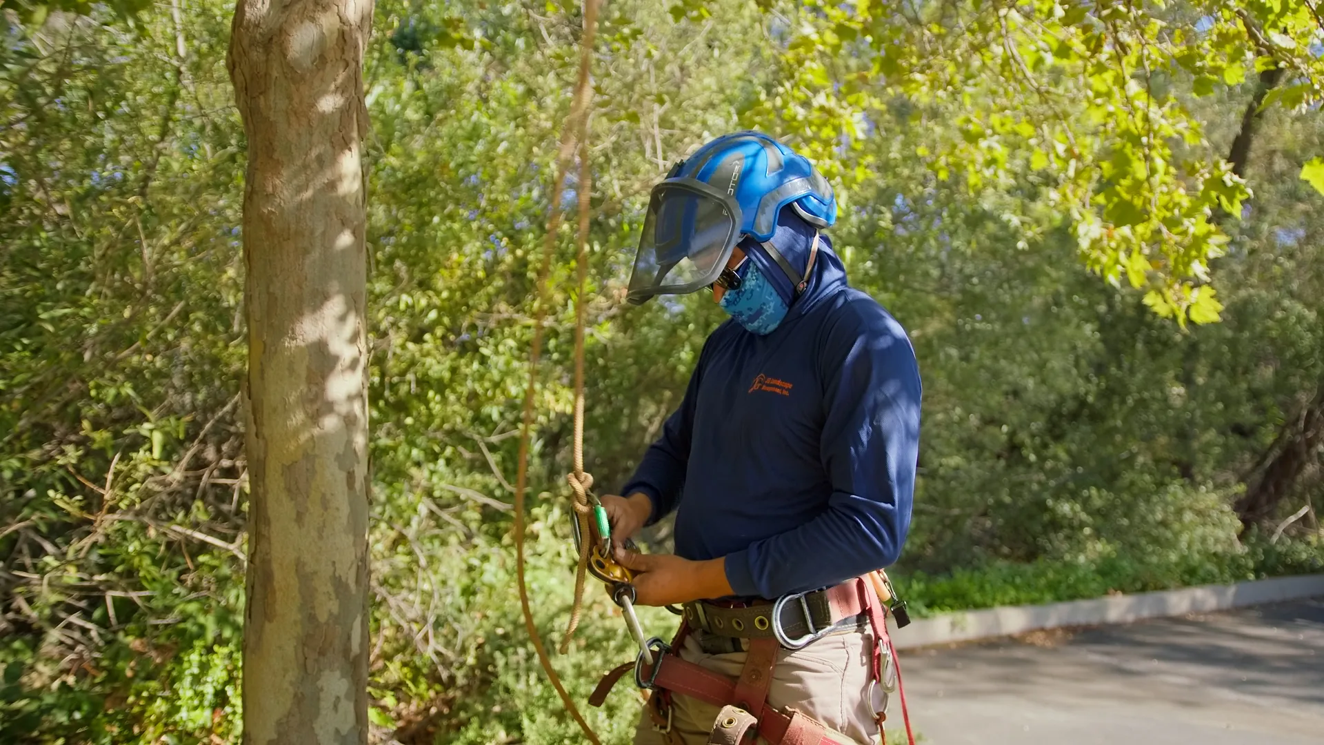 JG Landscape Management arborist setting rigging lines to assess a tree before work