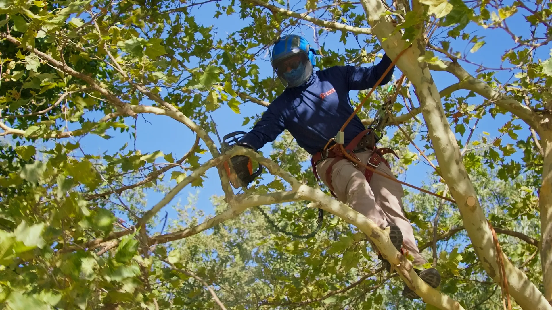 JG Landscape Management climber rigged into a tree removing limbs with a chainsaw