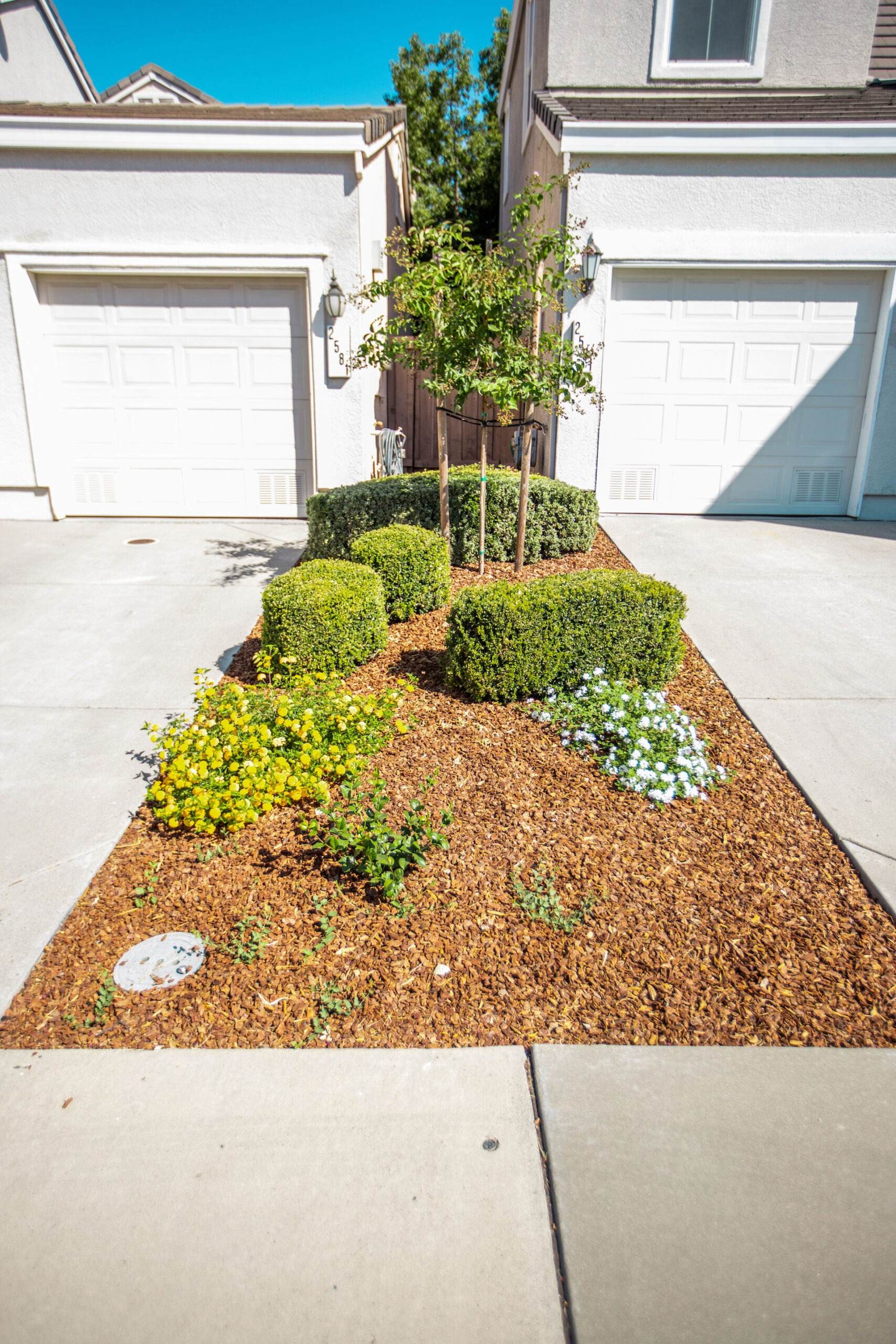 Clean, restored yard after tree removal
