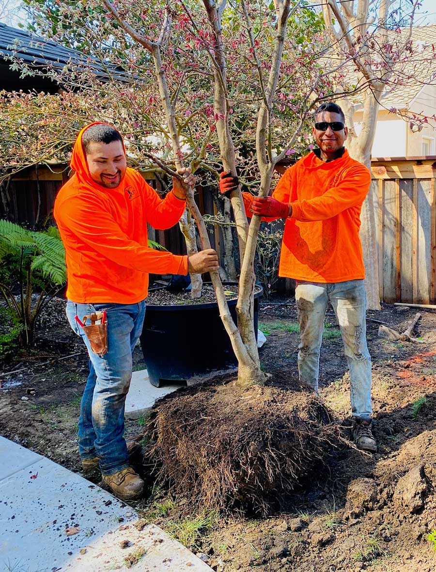 JG Landscape Management crew removing a tree