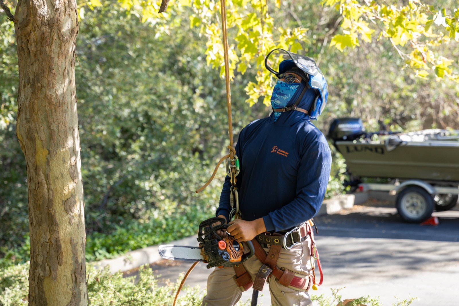 JG Landscape Management arborist in full rigging gear looking up to assess a large pine before cutting