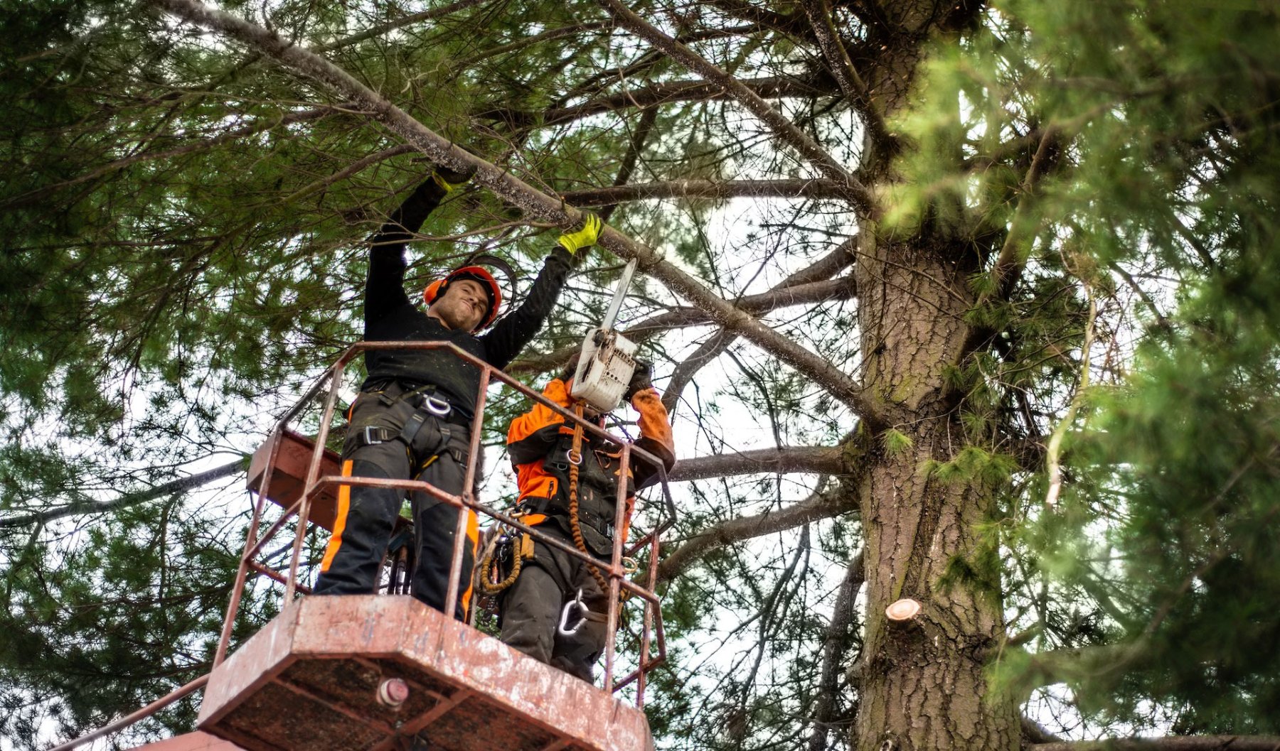 Arborists removing a large pine from an aerial lift