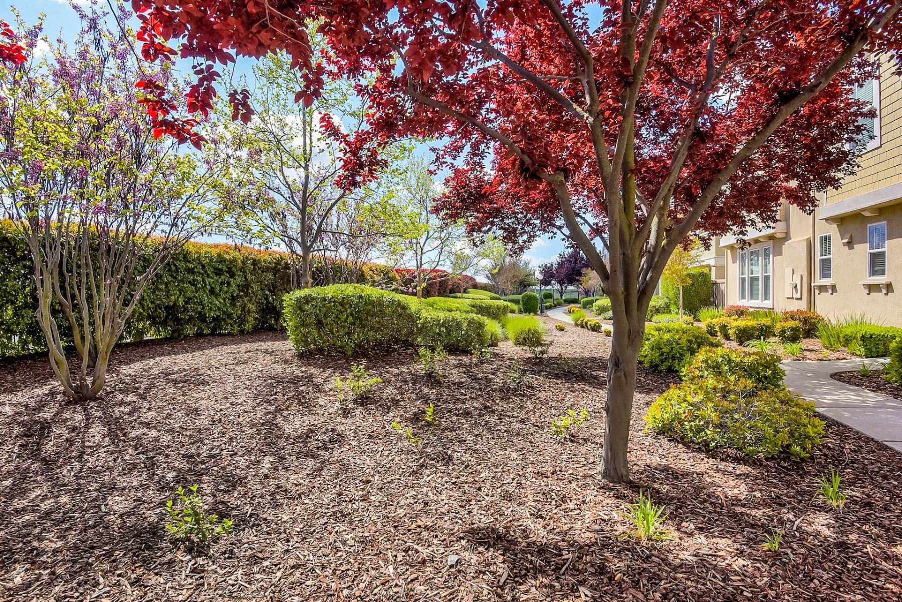Mature shade tree preserved on a Sacramento property